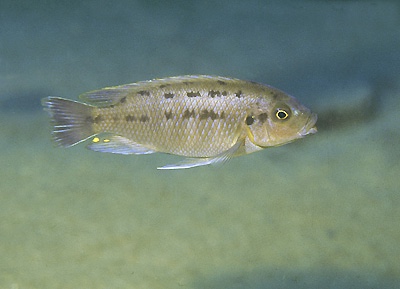 Petrotilapia sp. 'nigra tumbi' Tumbi Point